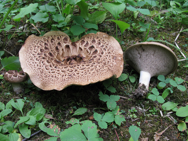 Sarcodon imbricatus